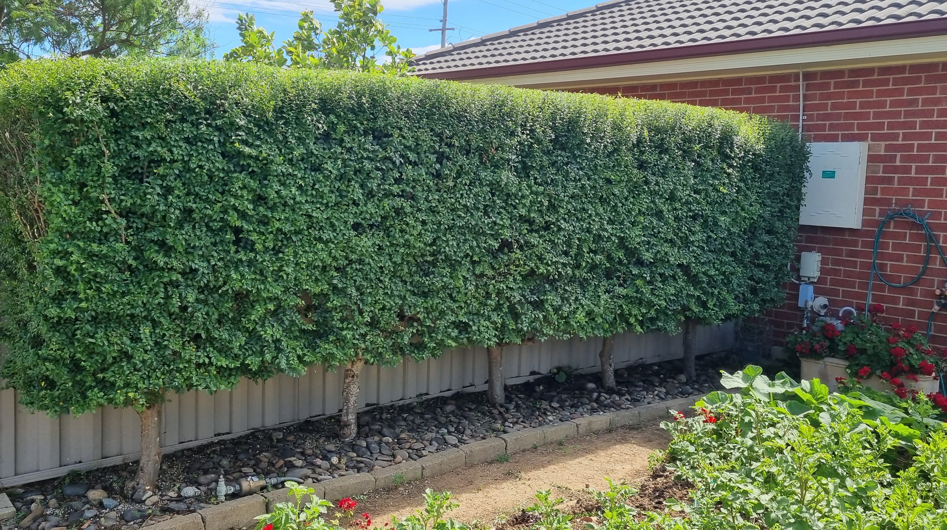 Hedge trimming example